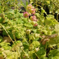 Tellima grandiflora 'Purpurea'